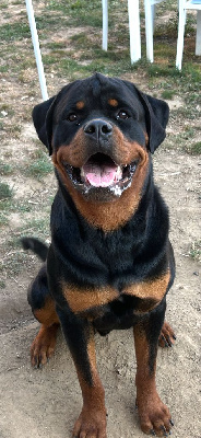 Étalon Rottweiler - Verone de la Tribu de Rottweil
