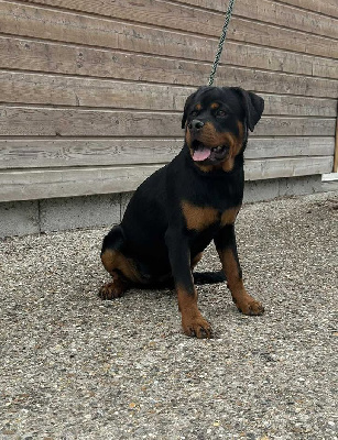 Étalon Rottweiler - Alma de la Vallée de Saint Samson