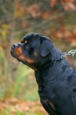 CH. Hektor vom arius