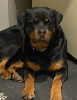 Étalon Rottweiler - Perfect Von quellen der deome