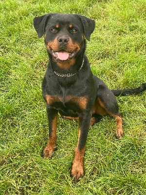 Étalon Rottweiler - Valeria der Engel von Périgord