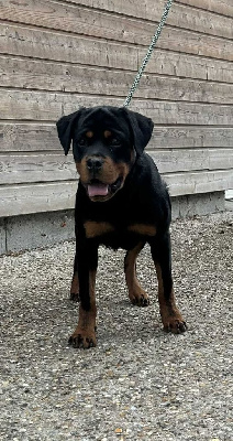 Étalon Rottweiler - Abby de la Vallée de Saint Samson
