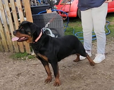 Étalon Rottweiler - U cupra des spectres d’or noir