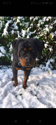 Étalon Rottweiler - U'themis De La Vallée Des Anges Noirs