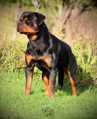 Étalon Rottweiler - Seiko I Believe Aken Flam