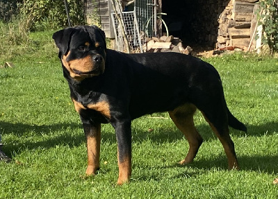 Étalon Rottweiler - Velvet black De la tour gelee