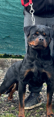 Étalon Rottweiler - Tess hirten von rottweil (Sans Affixe)