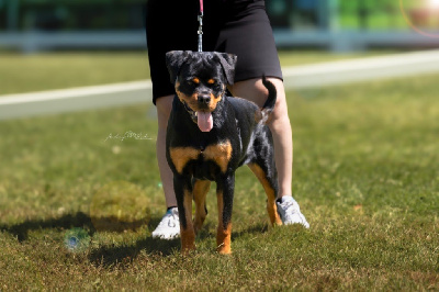 Étalon Rottweiler - Viktoria von der wharen kraft