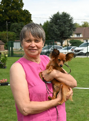 Étalon Russkiy Toy (Petit Chien Russe) - Vito By Bidule