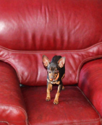 Étalon Russkiy Toy (Petit Chien Russe) - Valkyrie By Bidule