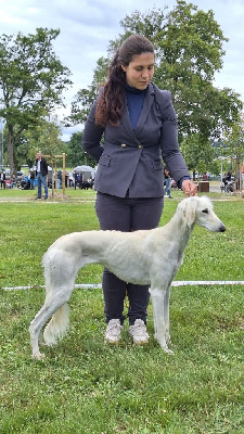 Étalon Saluki - farzeen Bianca