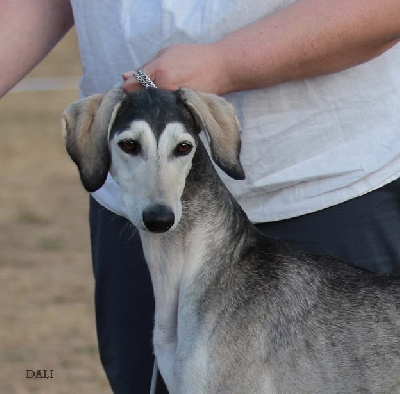 Étalon Saluki - Uali darius ibn phaeema Al Assli