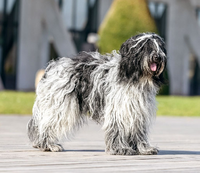 Étalon Schapendoes - CH. Thunder Du Royaume De Fanelia