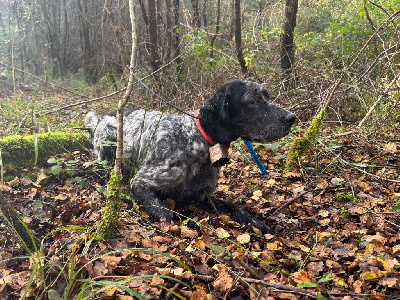 Étalon Setter Anglais - TR. Snipe De Roch Kirio