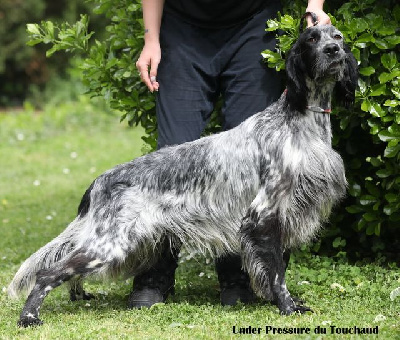 Étalon Setter Anglais - Under pressure Du Touchaud