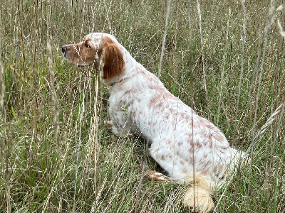 Étalon Setter Anglais - Uña Du Long Bec D'enchanet