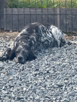 Étalon Setter Anglais - Tazia De Roch Kirio