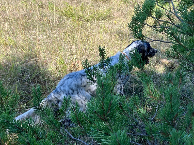 Étalon Setter Anglais - Valy De La Vallée De Champlebout