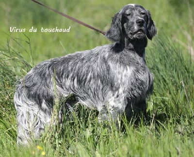 Étalon Setter Anglais - Virus Du Touchaud