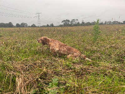 Étalon Setter Anglais - Ulma Du Puy Du Fougeroux