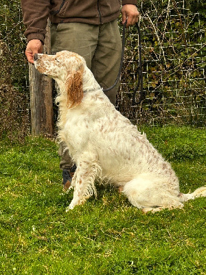 Étalon Setter Anglais - Vox De La Terrible Menée