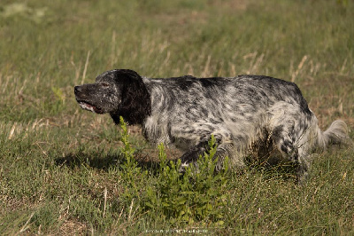 Vegas du chataignier à la bécasse