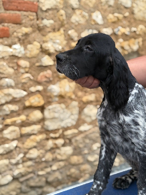 Étalon Setter Anglais - Arthus (Sans Affixe)