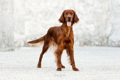 Étalon Setter irlandais rouge - Volva de l'étang de la marnière