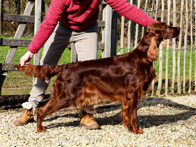 Étalon Setter irlandais rouge - CH. Riverwood Under the spell of the moon
