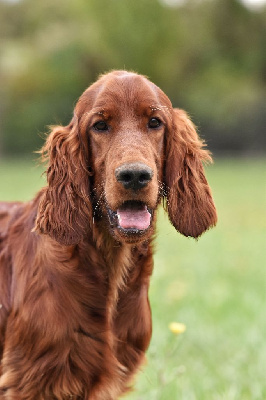 Étalon Setter irlandais rouge - Striking starlight lofty