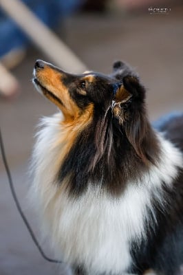 Étalon Shetland Sheepdog - CH. Marywold's Xena warrior princess