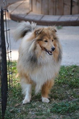 Étalon Shetland Sheepdog - Very well shannen du trefle gatinais