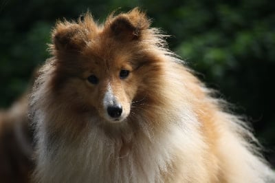 Étalon Shetland Sheepdog - CH. Valerina ross Casabella