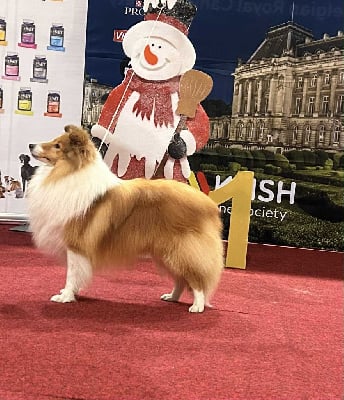 Étalon Shetland Sheepdog - CH. Unique edition Of Sweet Woodruff