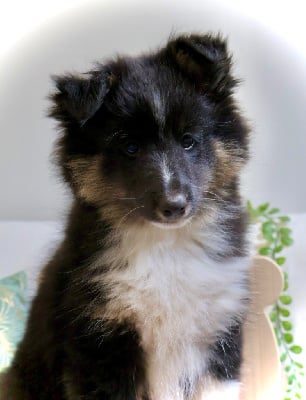 Étalon Shetland Sheepdog - AÏvy dark power des Bordes Rouges