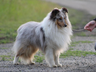 Étalon Shetland Sheepdog - Un coup-de-foudre pour uzi Des Truffes De L'Ouest
