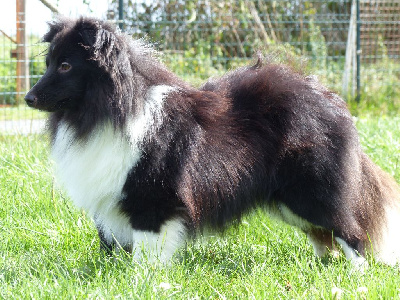 Étalon Shetland Sheepdog - Vortex du Banc des Hermelles