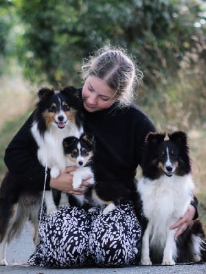 Étalon Shetland Sheepdog - Amazing star Des Truffes De L'Ouest
