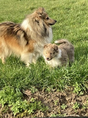 Étalon Shetland Sheepdog - Marywold's This is my princess