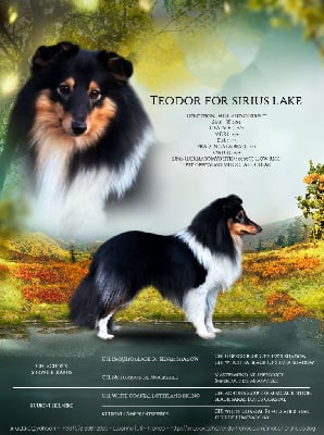 Étalon Shetland Sheepdog - Teodor for sirius lake (Sans Affixe)