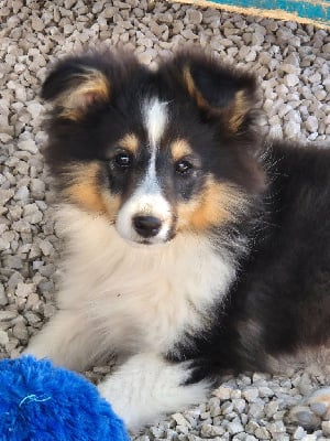 Étalon Shetland Sheepdog - As-de-coeur de La Lune De Feu