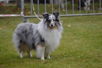 Étalon Shetland Sheepdog - Roddy bleu Des Amours Du Bois De Fer