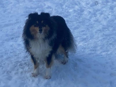 Étalon Shetland Sheepdog - Marywold's Uptown girl