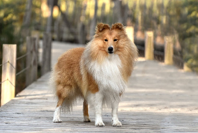 Étalon Shetland Sheepdog - show elveras Impressive