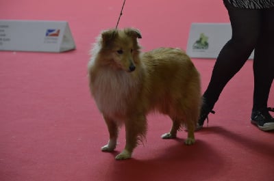Étalon Shetland Sheepdog - CH. Very pretty doll vahina Du Domaine Des Ptit's Futés