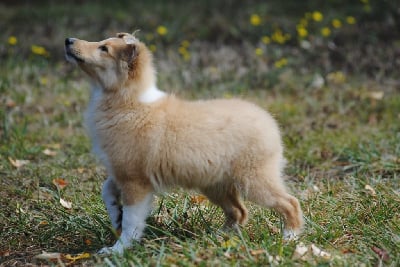 Étalon Shetland Sheepdog - Ame no sonata De la vallée des noyeres