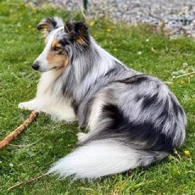 Étalon Shetland Sheepdog - R'wellow lakman Du Val Pontois
