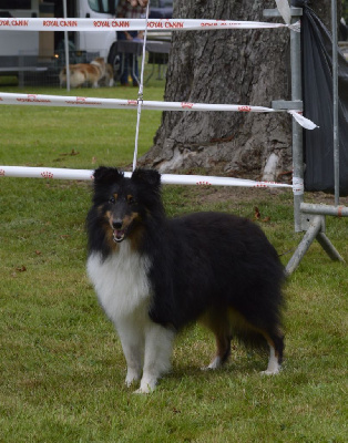 Étalon Shetland Sheepdog - Vangelis black Des Amours Du Bois De Fer
