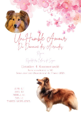 Étalon Shetland Sheepdog - Un humble amour du Domaine des Airaudes