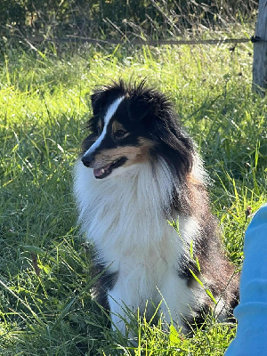 Étalon Shetland Sheepdog - San francisco little saigon des lutins de cassiopées